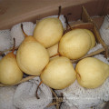 Calidad de exportación de pera amarilla fresca china de Ya